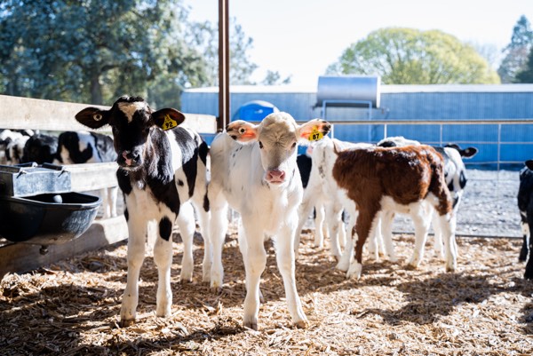 Young Calves